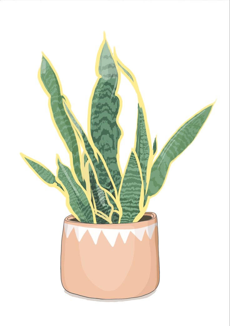 A digital illustration of one snake plant in a terracotta pot. Snake Plant Illustration, Pot Plant Illustration, Plant Pots Illustration, Houseplant Illustration, Plant In Pot Illustration, Pot Illustration, Plant Sketch, Plant Sketches, Plant Illustration