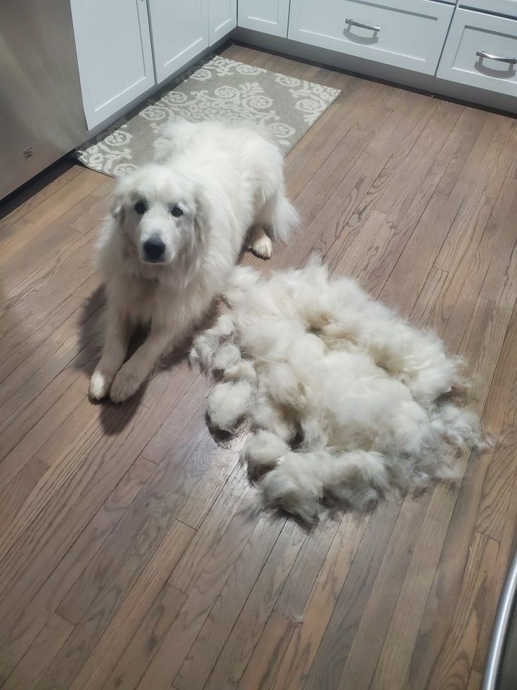 a white dog laying on top of a wooden floor next to a dishwasher