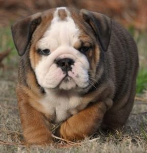 a brown and white dog laying on top of grass