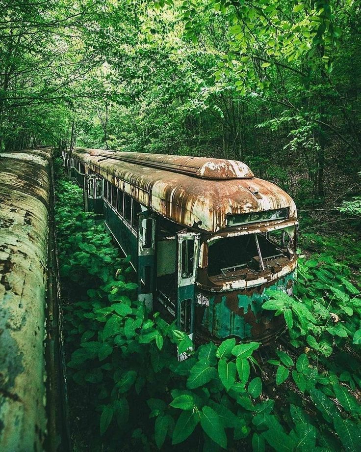 an old rusty train in the middle of a forest with trees and bushes around it