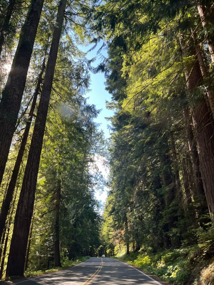 the road is surrounded by tall trees and green grass