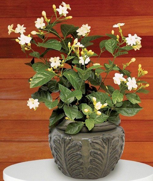 a potted plant sitting on top of a white table