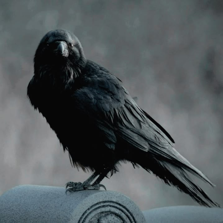 a black bird sitting on top of a cement structure with its beak open and head turned to the side