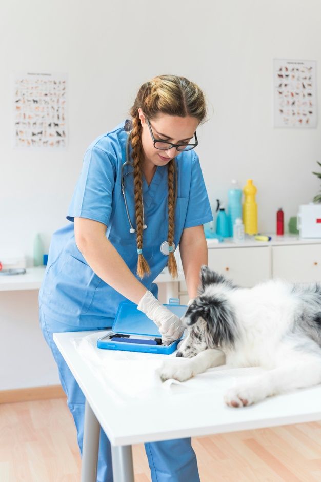 a woman in blue scrubs her dog on the table