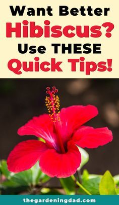 a red flower with the words want better hibiscus? use these quick tips