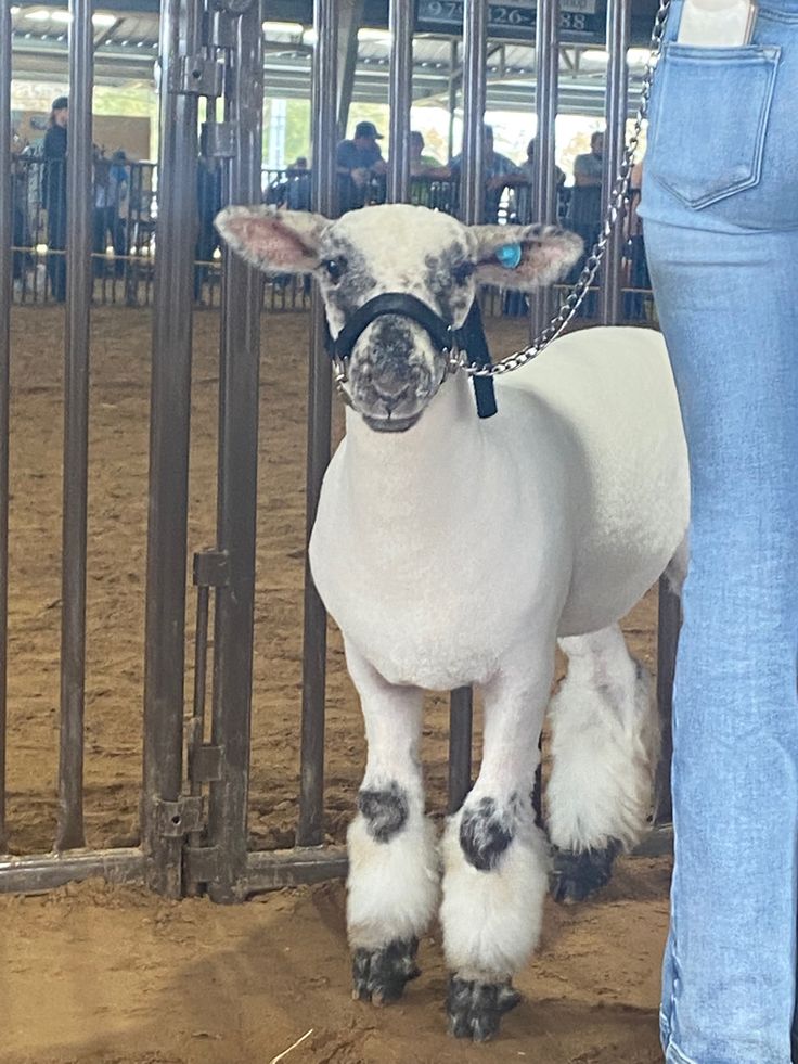 a sheep wearing goggles stands in front of a fence at a livestock show with people looking on