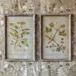 two framed botanical prints hanging on a wall