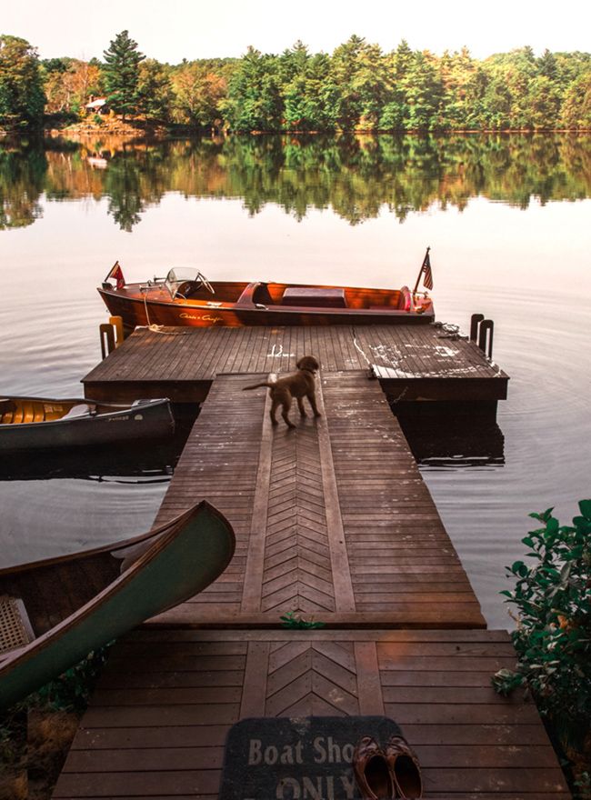 a dog standing on a dock next to some boats in the water with trees in the background