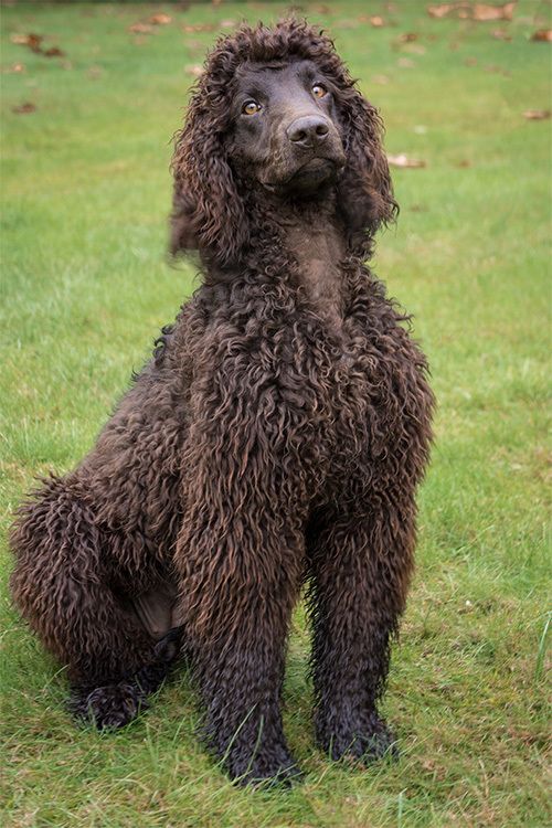 a brown dog sitting on top of a lush green field