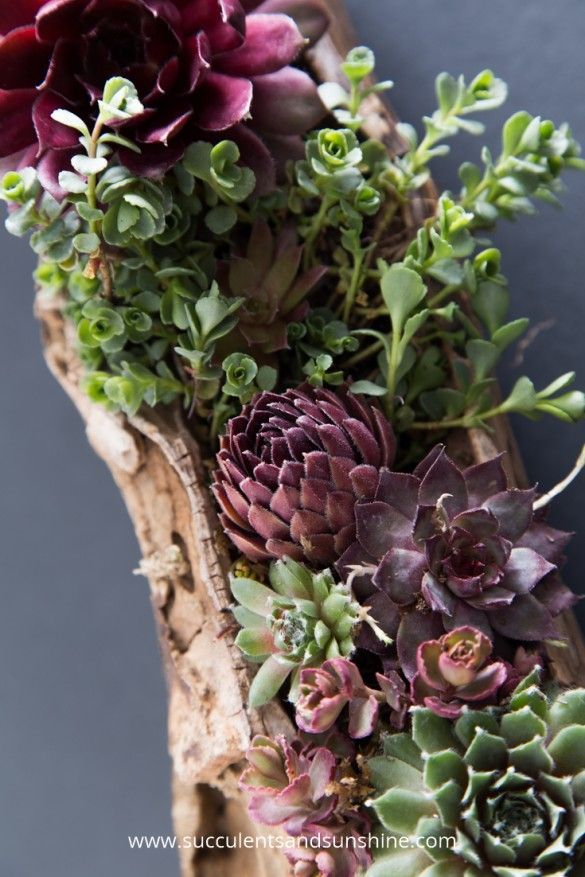 succulents and other plants are arranged on a piece of wood