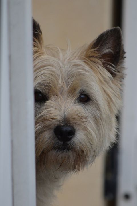 a small white dog looking out from behind a door with it's head sticking out