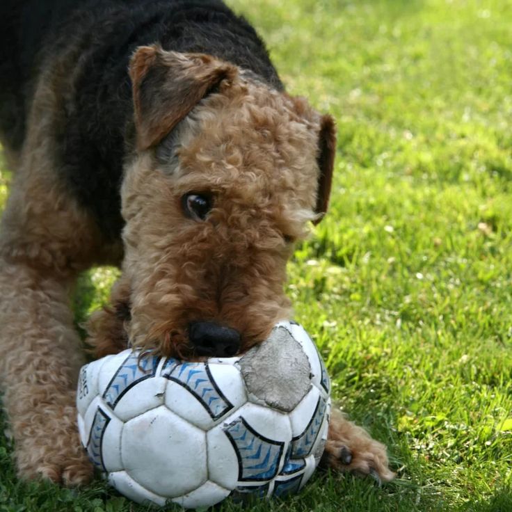 a dog chewing on a soccer ball in the grass