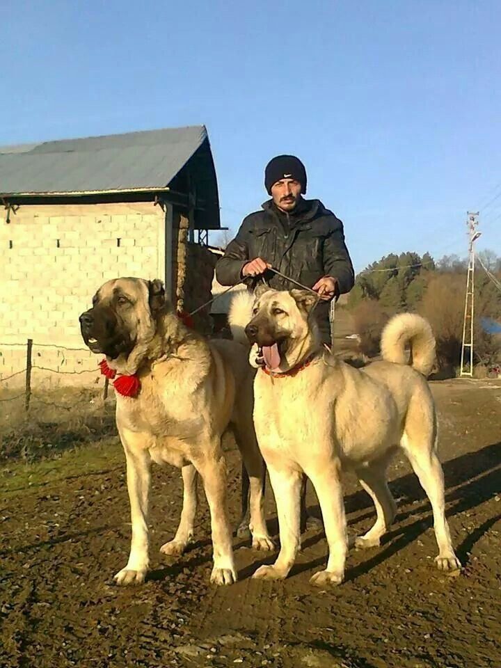 two large white dogs standing next to each other on a dirt road with a man in the background