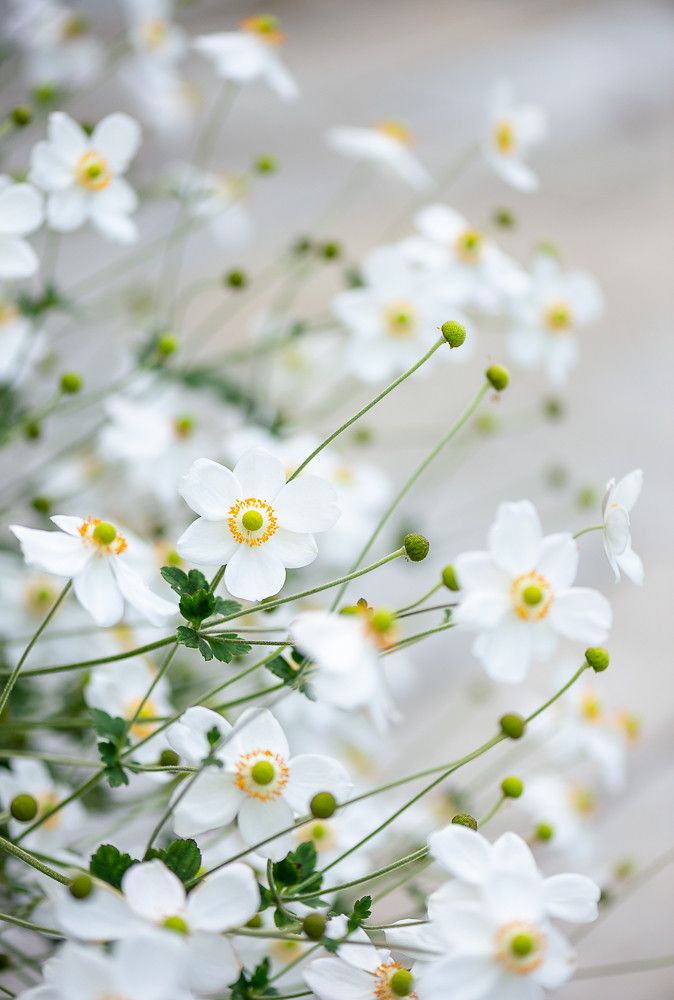 white flowers with green stems in the middle