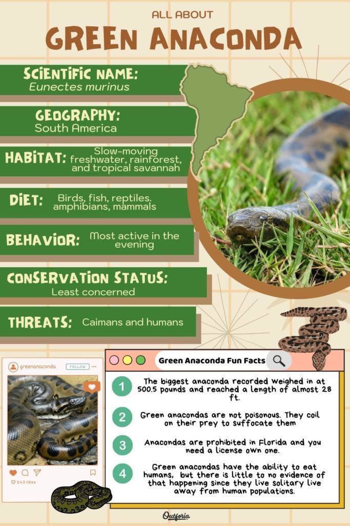 the green anaconda is one of the most dangerous snakes in the world info sheet