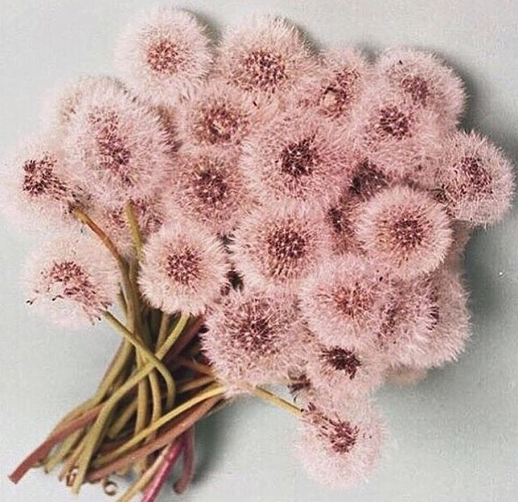 a bunch of pink flowers sitting on top of a white table next to a blue wall