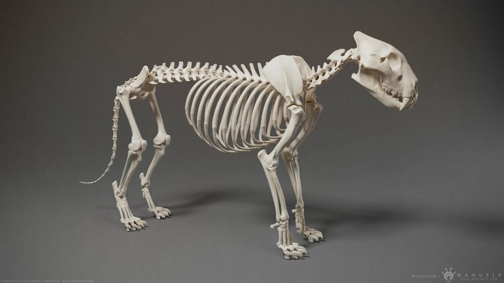 a dog skeleton is shown on a gray background