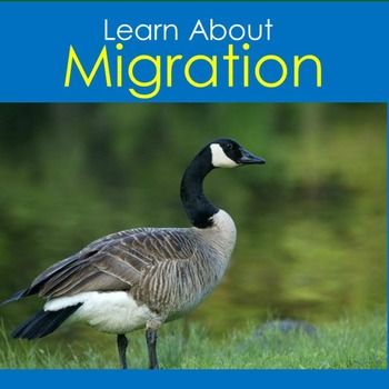 a goose is standing in the grass near water