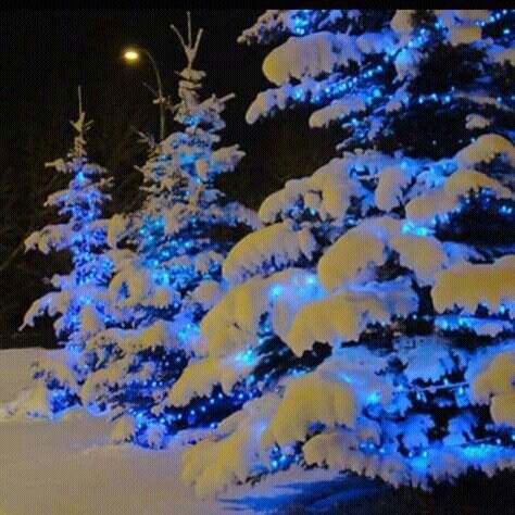 blue christmas trees are lit up in the snow