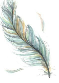 a drawing of a feather on a white background