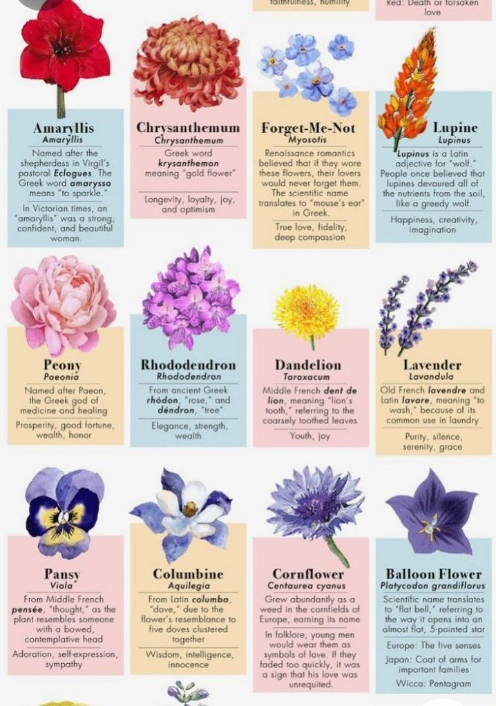 the different types of flowers that are in bloom