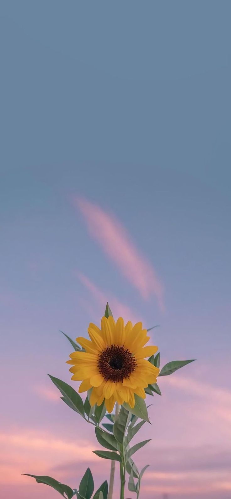 a large sunflower is in the foreground with a pink sky and clouds behind it