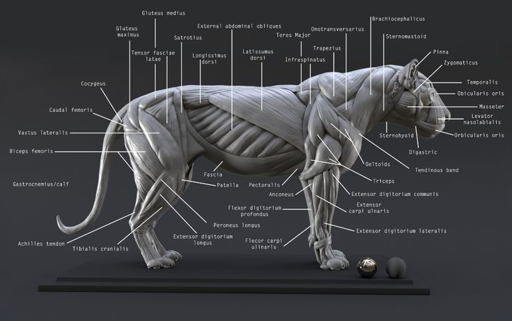 an animal with muscles labeled in it's body