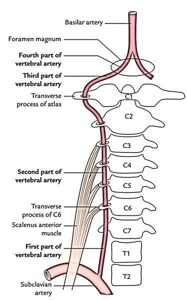 the anatomy of the neck and upper limb, with labels on each side of it