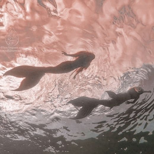 two sea lions swimming in the water