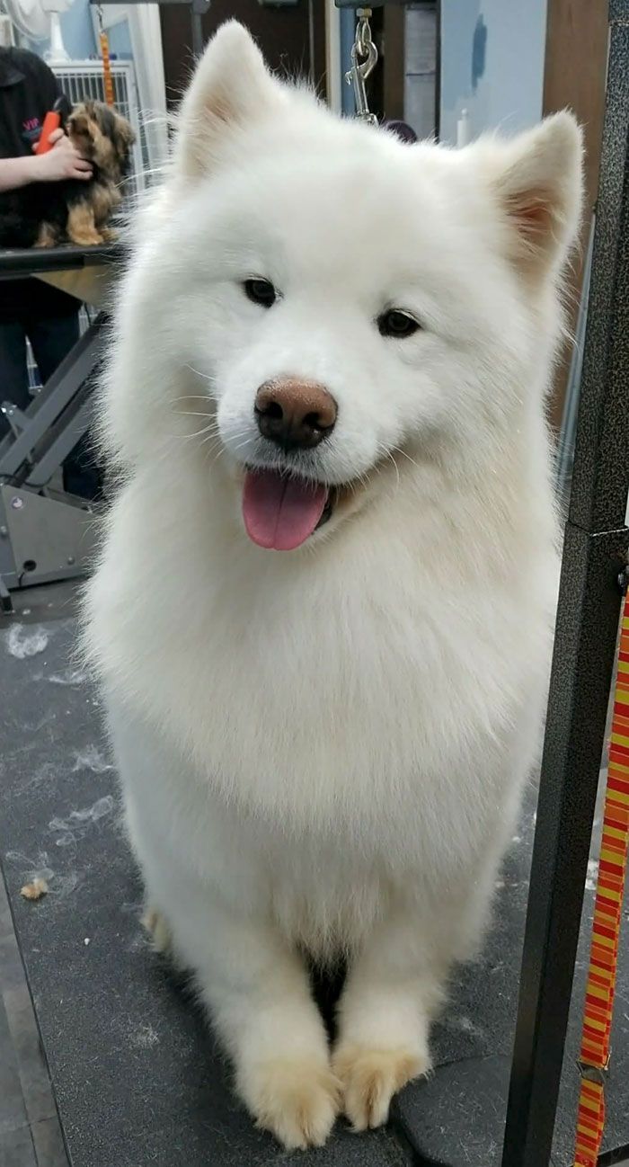 a white dog sitting on top of a table