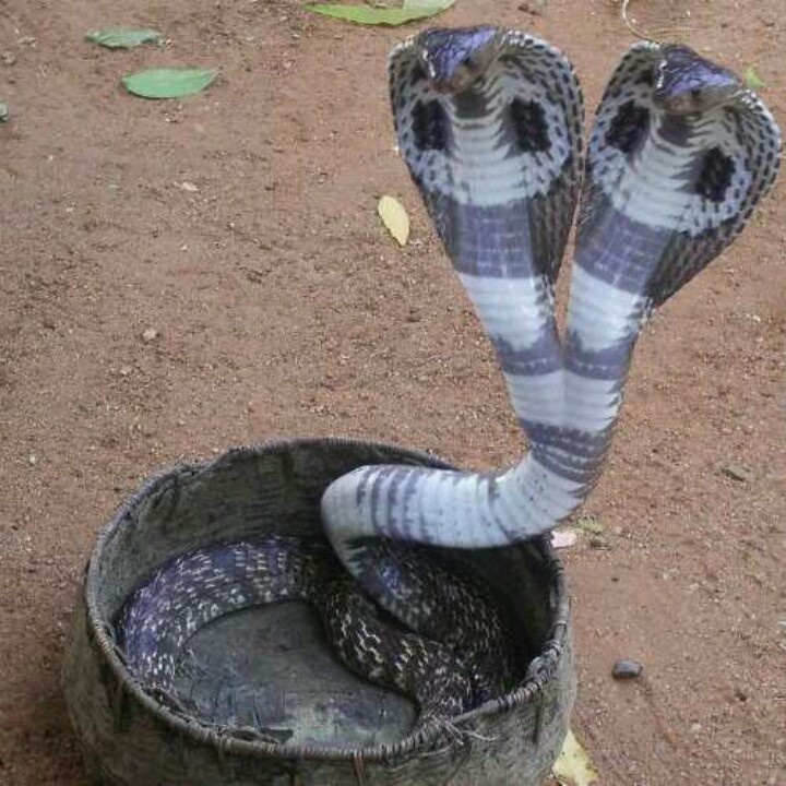 a snake in a bucket on the ground