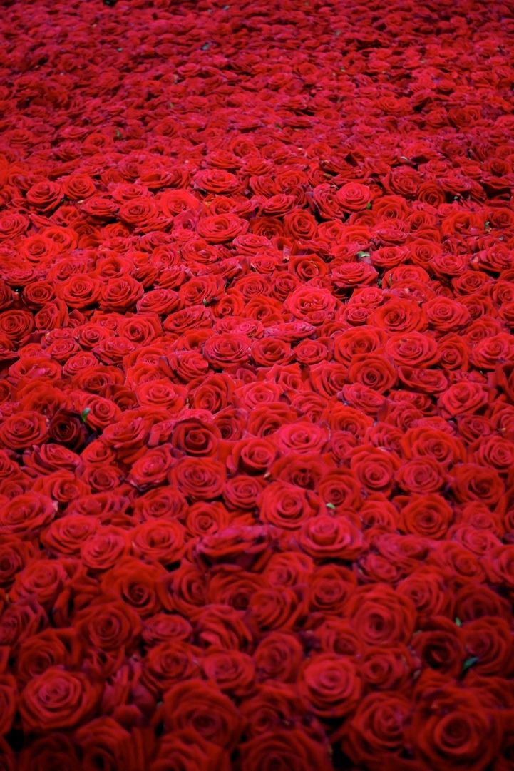 a large amount of red roses are arranged in rows