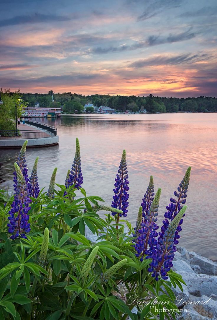 purple flowers are blooming near the water as the sun is setting in the distance