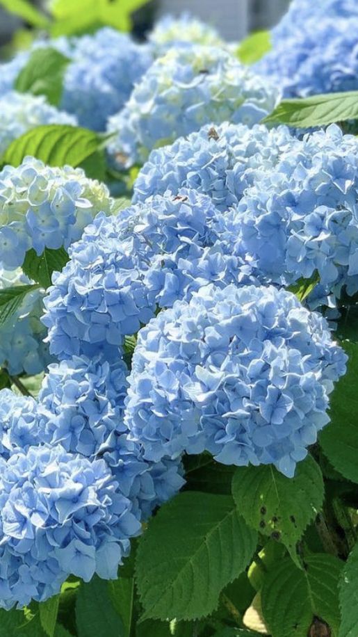 blue hydrangeas are blooming in the garden