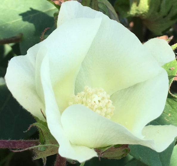 a white flower with green leaves in the background