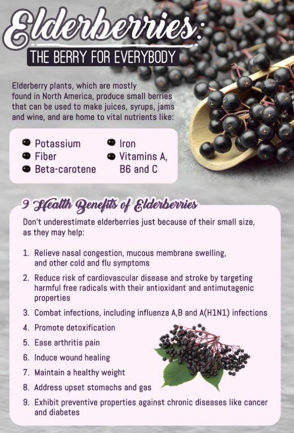 elderberries the berry for everybody info sheet with instructions on how to eat elderberries