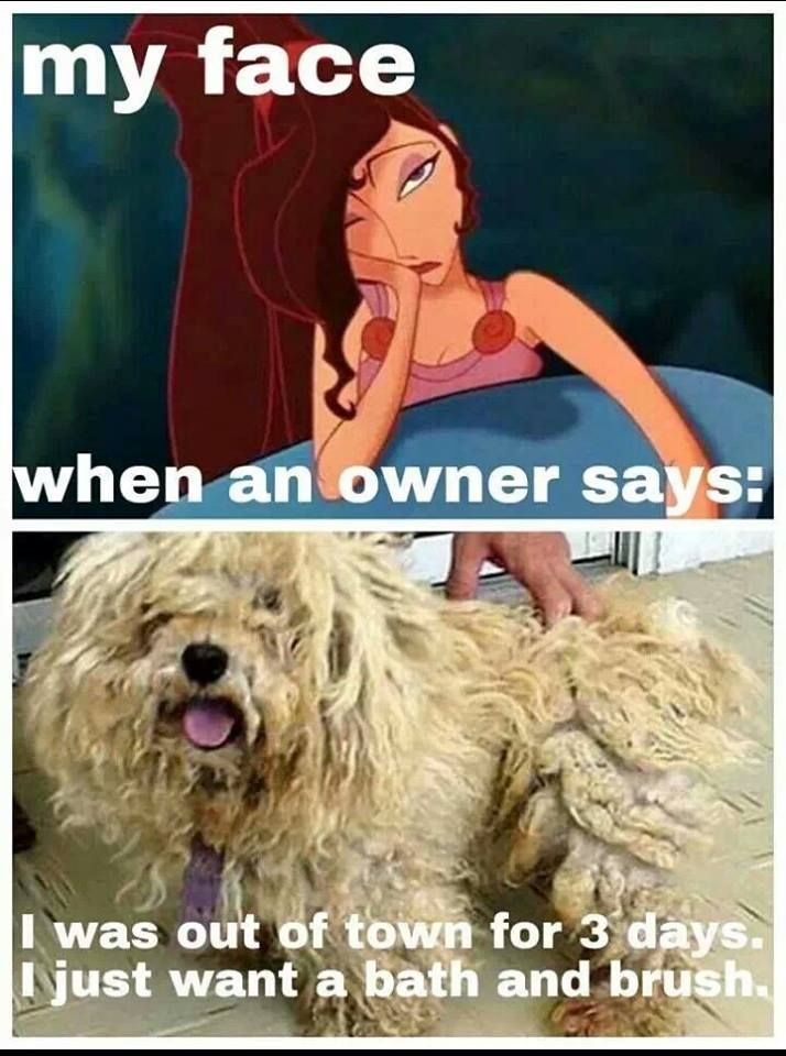 a dog that is sitting next to a woman with her hand on her face and the caption says, my face when an owner says i was out of town for 3 days just want a bath and brush