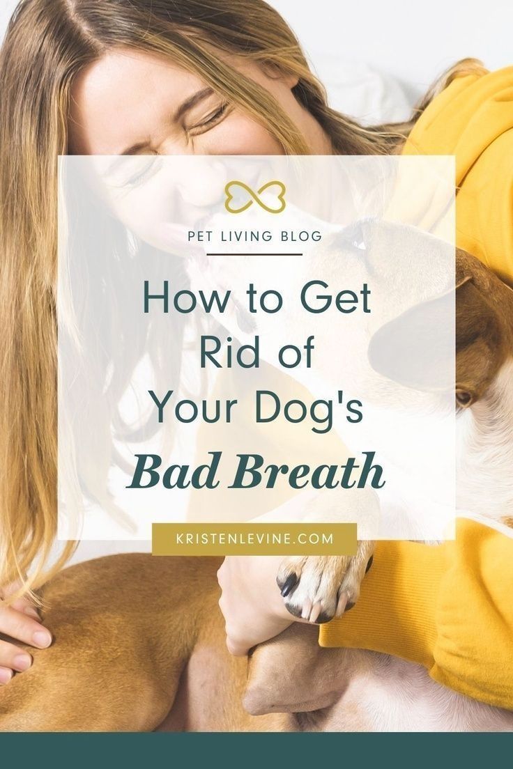 a woman petting her dog with the words how to get rid of your dog's bad breath