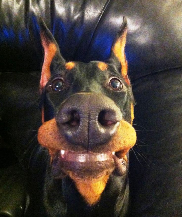 a black and brown dog sitting on top of a leather couch holding a toy in it's mouth