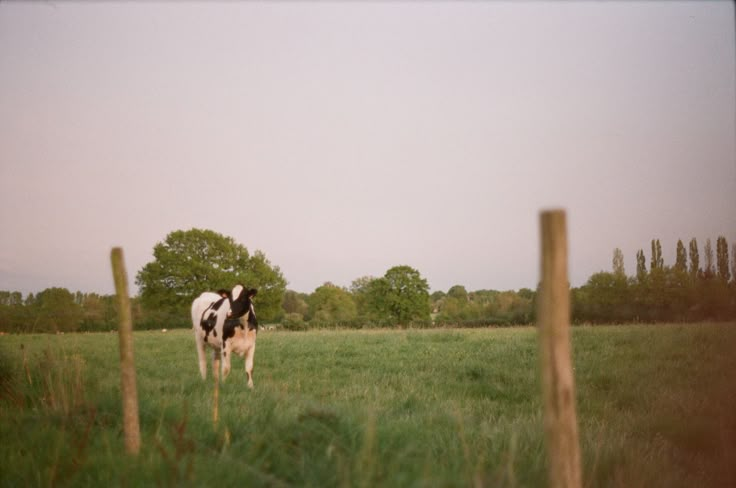 a black and white cow standing on top of a lush green field next to a wooden fence