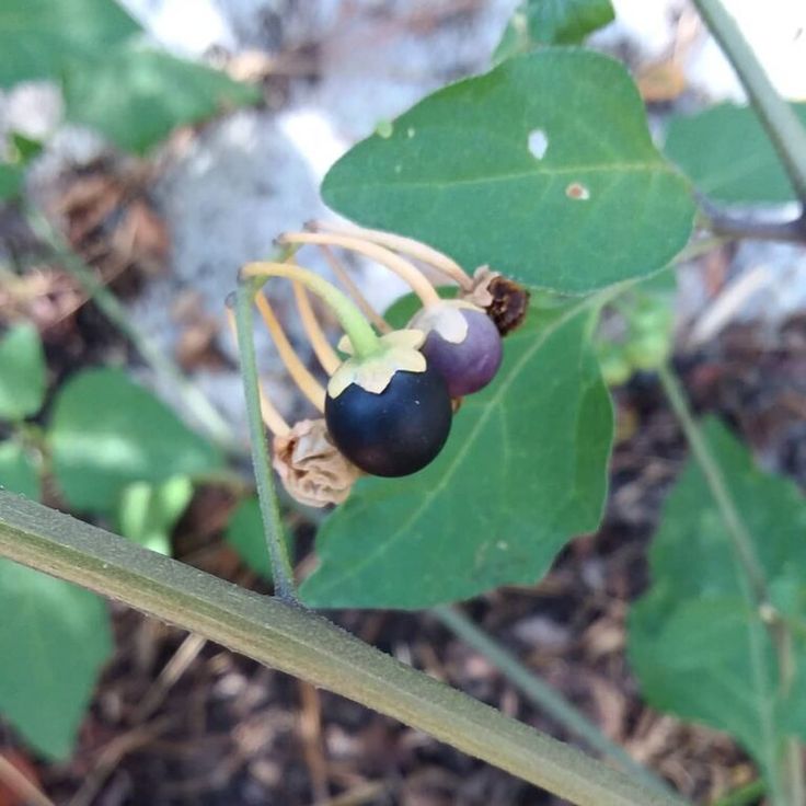 Are Nightlock Berries Real? [Most Shocking Answer Ever] Nightlock Berries Hunger Games, Poisonous Berries Plants, Nightlock Berries, Berry Allusion Arrowhead Plant, Water Hemlock, Deadly Plants, Hunger Games Series, Tropical Forest, World Of Warcraft