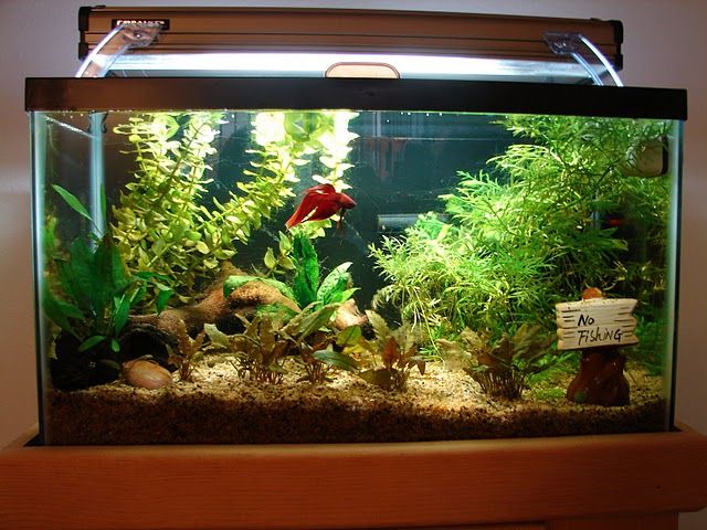 an aquarium filled with lots of plants and rocks