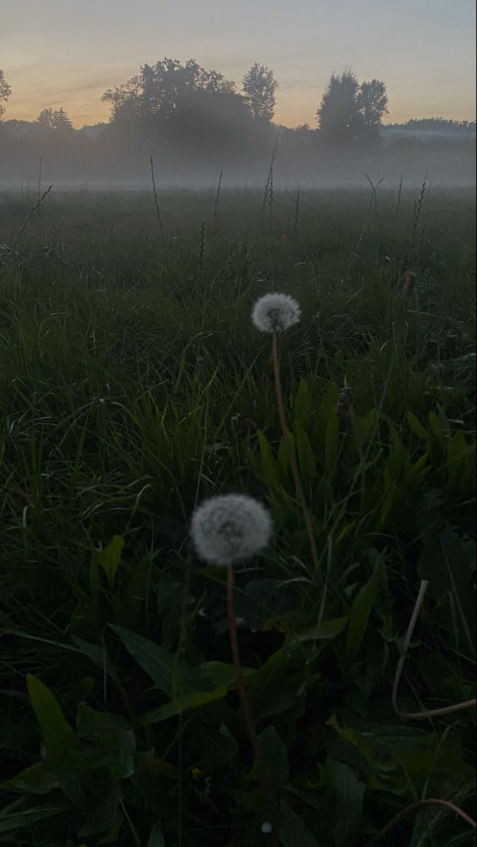 dandelions in the grass on a foggy day