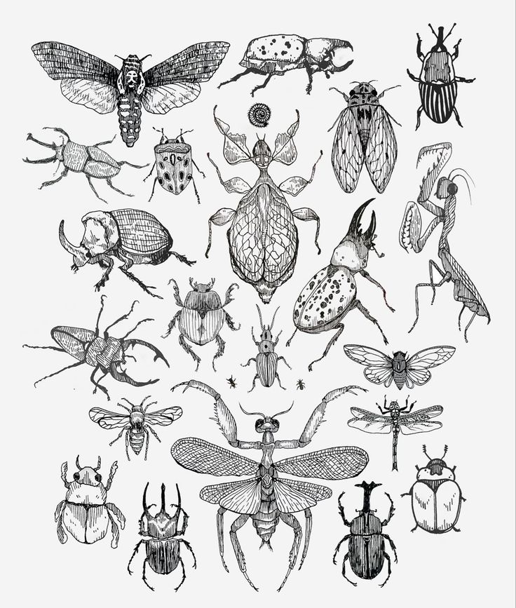 a bunch of bugs that are drawn in black and white