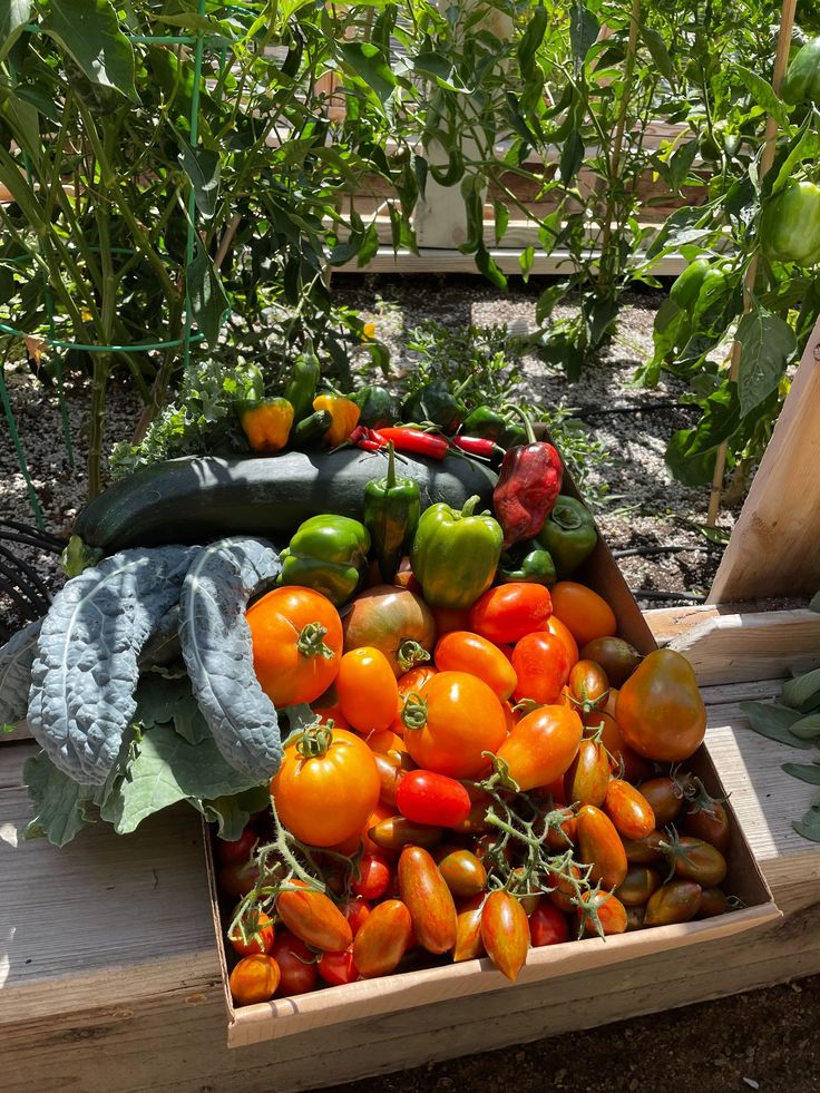 organic vegetables Garden Harvest Aesthetic, Harvesting Aesthetic, Forager Aesthetic, Harvest Aesthetic, Farm Harvest, Fall Gardening, Harvest Basket, Farm Lifestyle, Living Walls