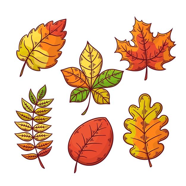 four different colored autumn leaves on a white background, one is orange and the other is green