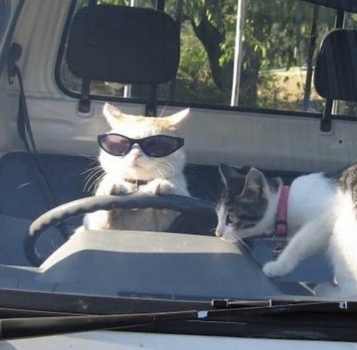 two cats sitting in the back seat of a car, one with sunglasses on it's head