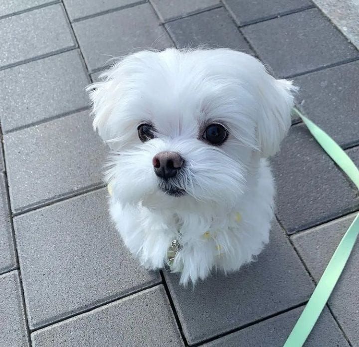 a small white dog sitting on top of a tile floor next to a green leash