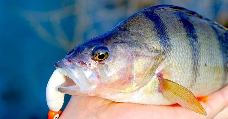 a person holding a fish in their hand with it's mouth open and tongue out