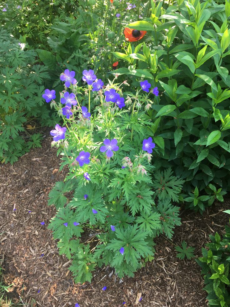 some blue flowers and green plants in the dirt near bushes with red birds on them